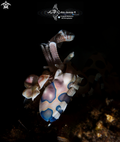 A Harlequin Shrimp