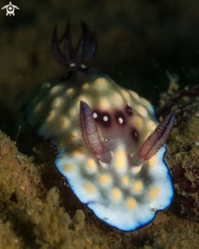 A Chromodoris nudibranch