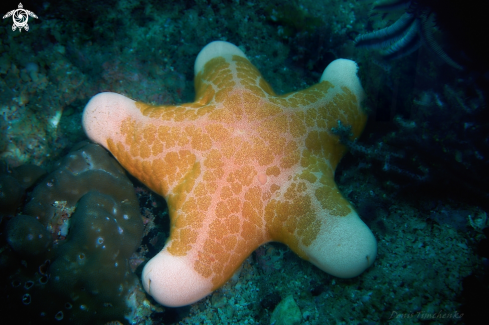 A SEA STAR