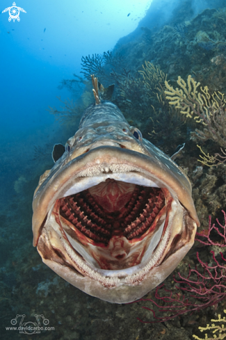 A Epinephelus marginatus | Epinephelus marginatus