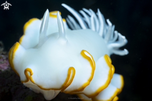 A nudibrach