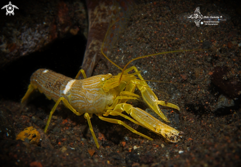 A White Saddle Snapping Shrimp 