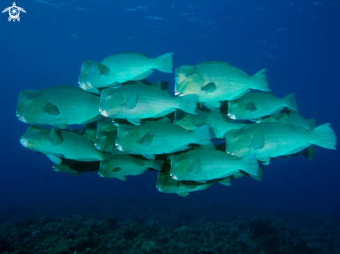 A Bulbometopon muricatum | Bumphead Parrotfish