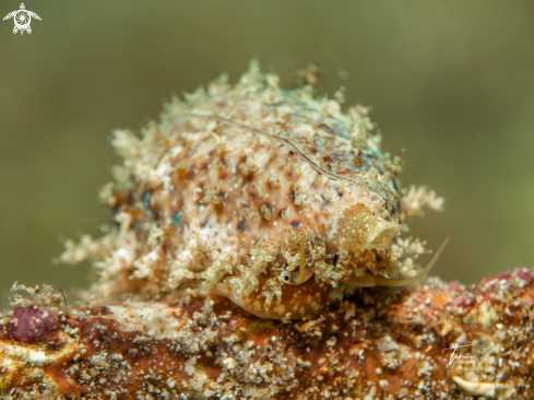 A Atlantic yellow cowrie