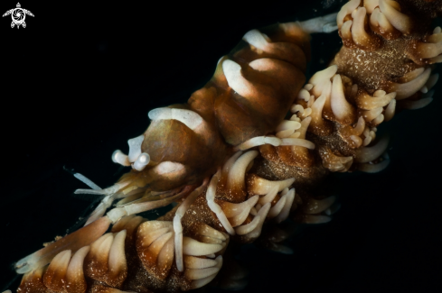 A Whip coral shrimp