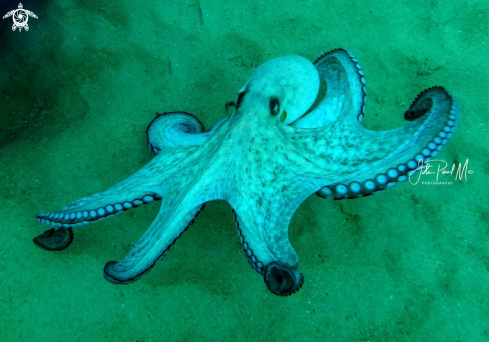 A Octopus vulgaris | Octopus