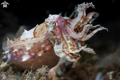 A cuttlefish