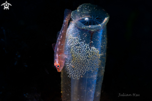 A Goby