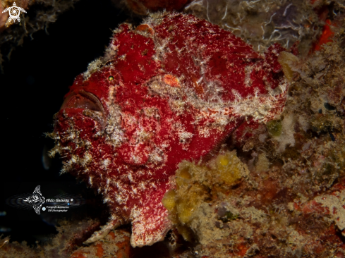 A Giant Frogfish