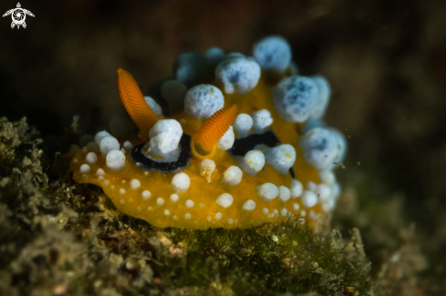 A Phyllidia ocellata nudibranch