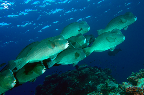 A Bulbometopon muricatum | Bumphead Parrotfish