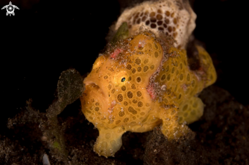 A Antennarius pictus | Painted Frogfish