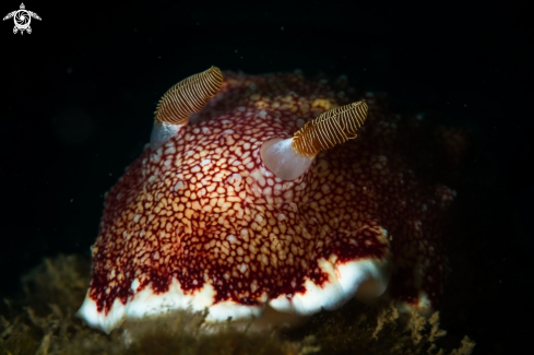 A Goniobranchus reticulata | Reticulated nudibranch