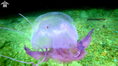 A Pelagia noctiluca | Méduse Pélagique