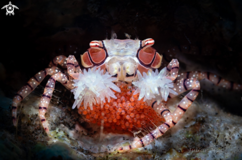 A Boxer crab