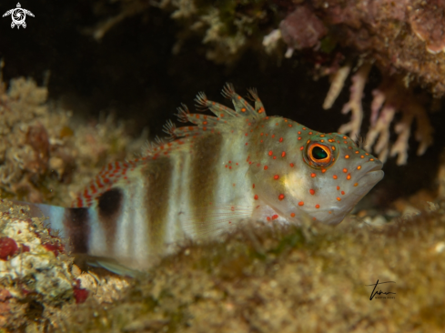 A Redspotted hawkfish