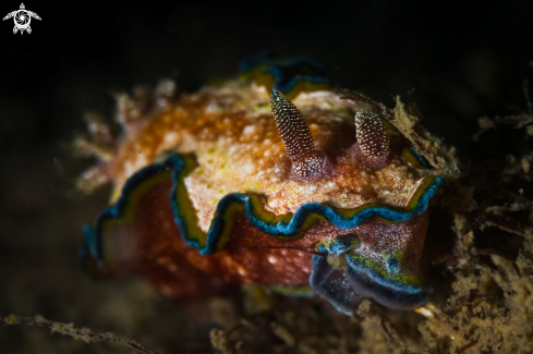 A Glossodoris cincta nudibranch