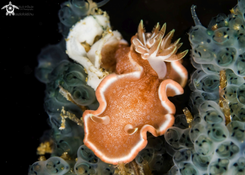 The Glossodoris rufomarginata