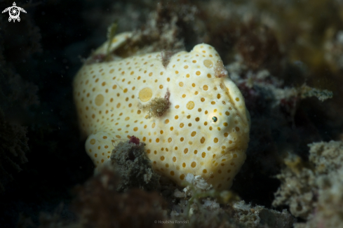 The juvfrogfish