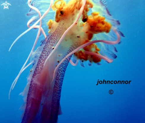 A Pelagia noctiluca | Méduse Péagique