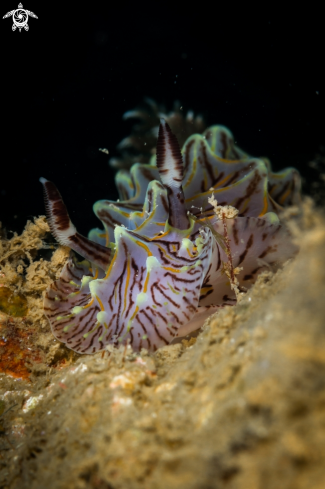 A Halgerda Willeyi nudibranch | Halgerda Willeyi nudibranch