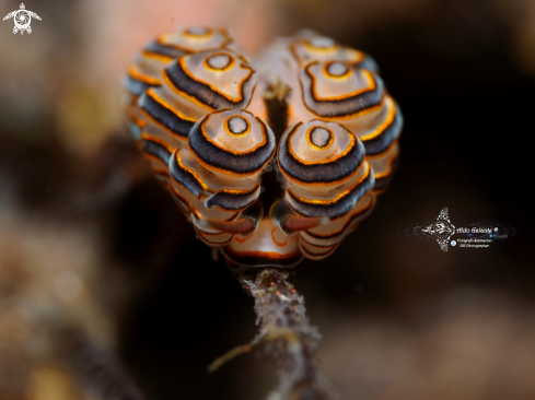 A Doto Sea Slug