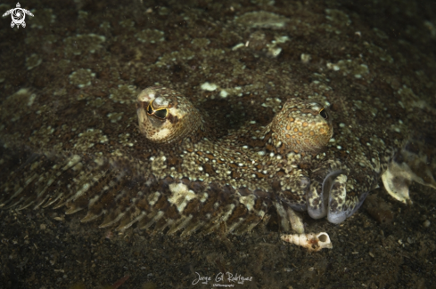 A Mediterranean Scaldfish
