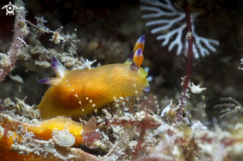 A nudibrach