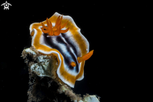 A Chromodoris magnifica