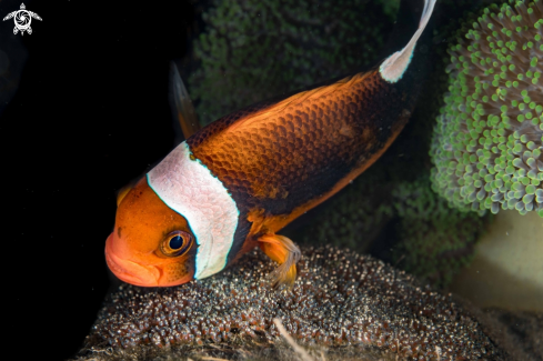 A Amphiprion polymnus | Clownfish