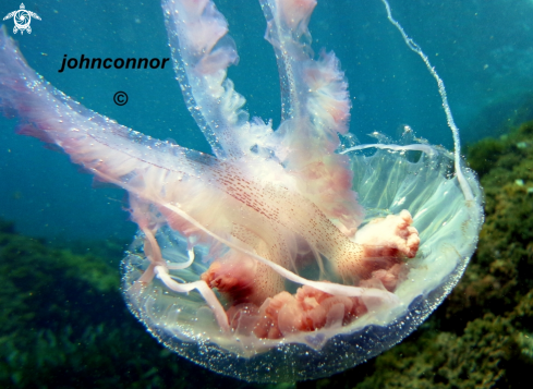 A Pelagia noctiluca | Méduse Péagique