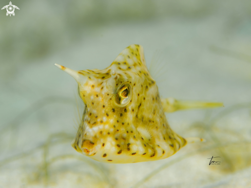 A Honeycomb Cowfish