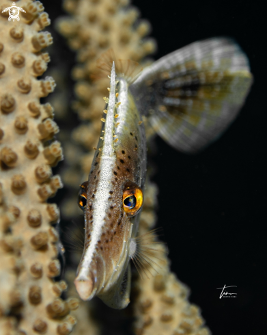 A Slender Filefish