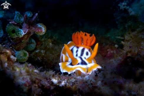 The NUDIBRANCH