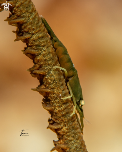 A Wirecoral shrimp