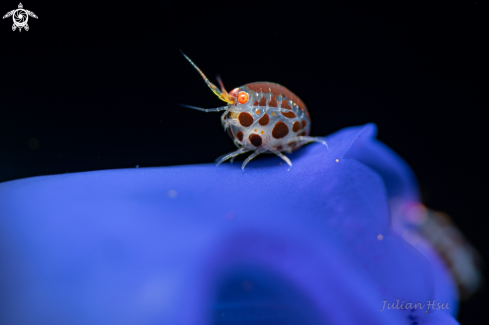 Amphipod