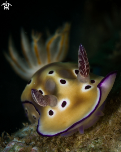 A Risbecia tryoni nudibranch