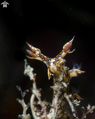 A nudibrach