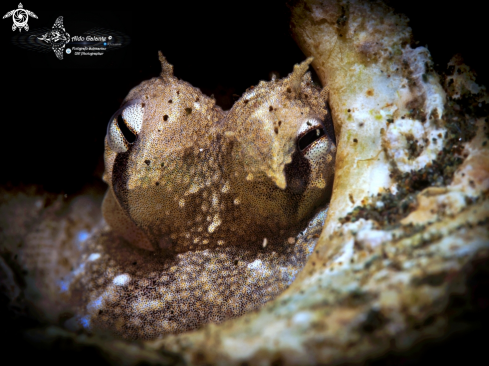 A Amphioctopus marginatus (Taki, 1964) | Coconut Octopus.