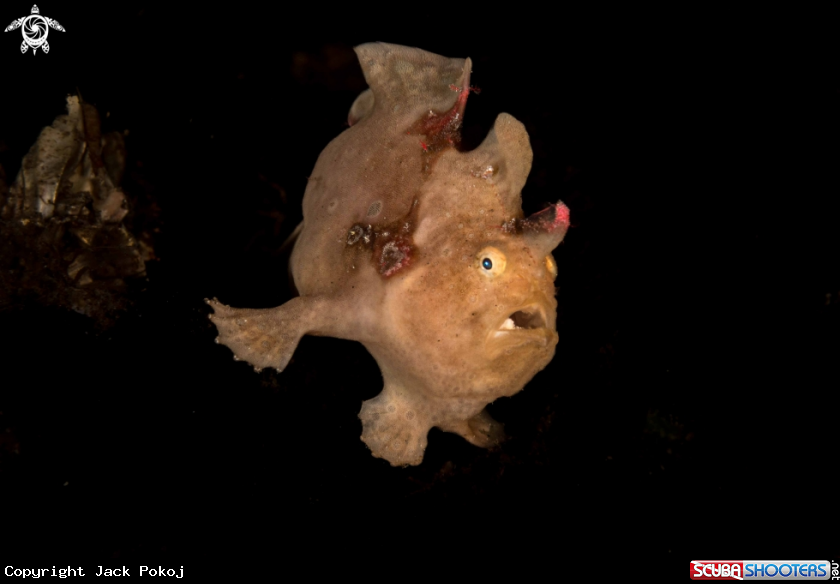A Giant Frogfish