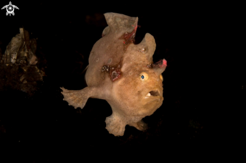 Giant Frogfish