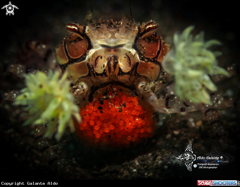 A Boxer Crab & Eggs Crab Size: 25 mm - 1 Inch.