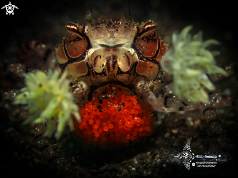 The Boxer Crab & Eggs Crab Size: 25 mm - 1 Inch.