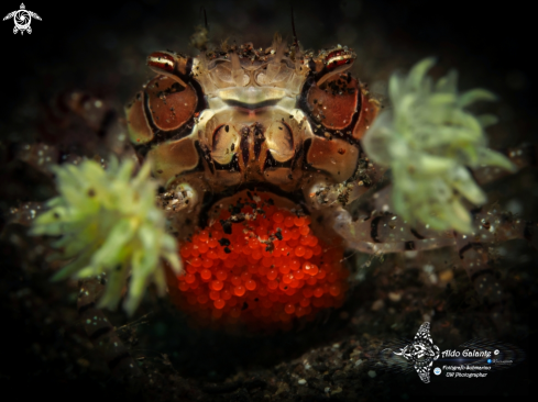 A Boxer Crab & Eggs Crab Size: 25 mm - 1 Inch.