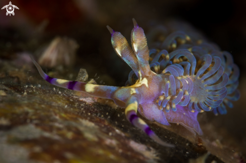 A Pteraeolidia semperi nudibranch  | Pteraeolidia semperi nudibranch