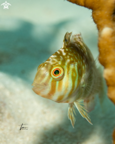 A Green Razorfish