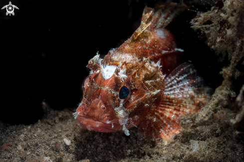 A Parapterois heterura | Short-fin Lionfish