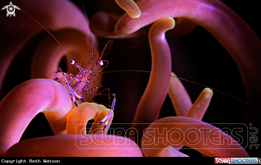 A Anemone Shrimp