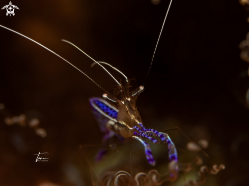 A Ancylomenes pedersoni | Pederson's cleaner shrimp