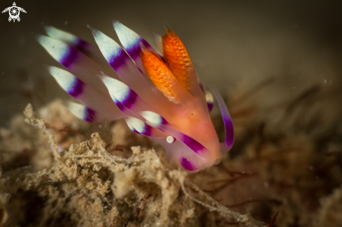 A Coryphellina exoptata nudibranch